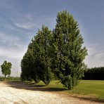 Dub letný (Quercus robur fastigiata) ´REGAL PRINCE´ - výška 250-300 cm, kont. C45L